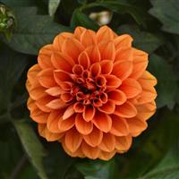 City Lights™ Apricot Glow Dahlia