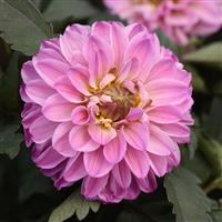 City Lights™ Lavender Pink Dahlia