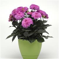 City Lights™ Lavender Pink Dahlia