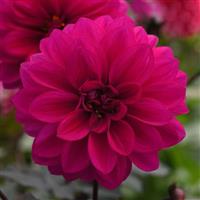 City Lights™ Neon Dahlia