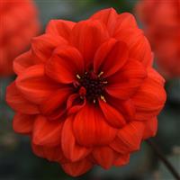 City Lights™ Orange Dahlia