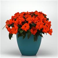 ImPower™ Orange New Guinea Impatiens