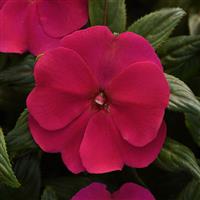 ImPower™ Purple Blue New Guinea Impatiens