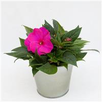 ImPower™ Purple Blue New Guinea Impatiens