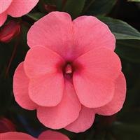 ImPower™ Salmon New Guinea Impatiens