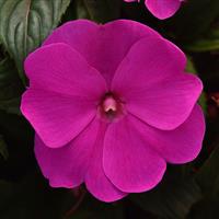 ImPower™ Violet New Guinea Impatiens