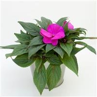 ImPower™ Violet New Guinea Impatiens