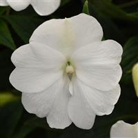 ImPower™ White New Guinea Impatiens