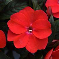 ImPower™ Dark Red New Guinea Impatiens