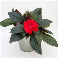 ImPower™ Dark Red New Guinea Impatiens