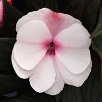 ImPower™ White Pink Eye New Guinea Impatiens