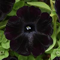 Starlet™ Velvet Petunia