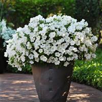 Starlet™ White Petunia