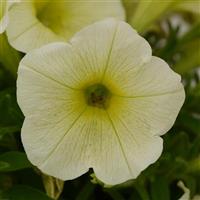 Starlet™ Yellow Petunia