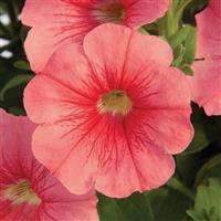 Starlet™ Salmon Red Vein Petunia