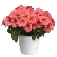 Starlet™ Salmon Red Vein Petunia