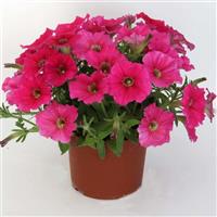 Starlet™ Dark Pink Petunia