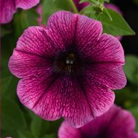 Starlet™ Blueberry Vein Petunia