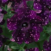 Starlet™ Midnight Sky Petunia