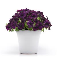 Starlet™ Midnight Sky Petunia