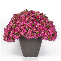 Cha-Cha™ Electric Pink Calibrachoa