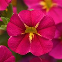 Cha-Cha™ Fuchsia Calibrachoa