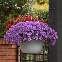 Cha-Cha™ Lavender Calibrachoa