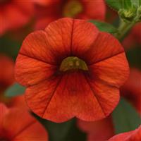 Cha-Cha™ Orange Calibrachoa