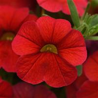 Cha-Cha™ Red Calibrachoa