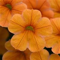 Cha-Cha™ Tangerine Calibrachoa