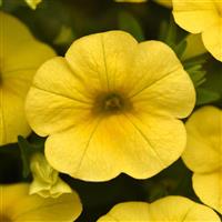 Cha-Cha™ Yellow Calibrachoa