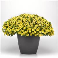 Cha-Cha™ Yellow Calibrachoa