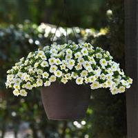 Cha-Cha™ Frosty Lemon Calibrachoa