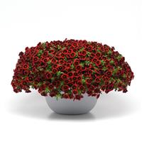 Cha-Cha™ Red Kiss Calibrachoa