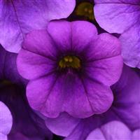 Cha-Cha™ Deep Blue Calibrachoa