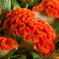 Twisted Dark Orange Celosia