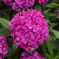 Dart™ Purple Dianthus