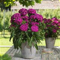 Dart™ Purple Dianthus