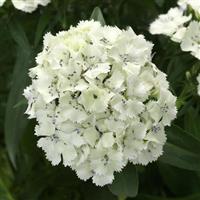 Dart™ White Dianthus