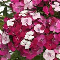 Dart™ Pink Magician Dianthus