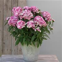 Dart™ Pink Magician Dianthus