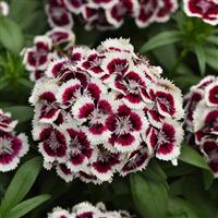 Dart™ Red White Picotee Dianthus