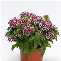 Dart™ Red White Picotee Dianthus