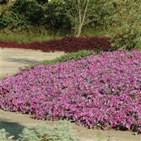 Wave<sup>®</sup> Lavender Spreading Petunia