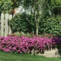 Wave<sup>®</sup> Lavender Spreading Petunia