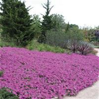 Wave<sup>®</sup> Lavender Spreading Petunia