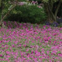 Wave<sup>®</sup> Lavender Spreading Petunia