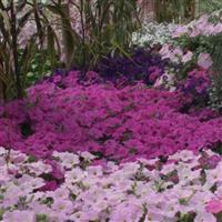 Wave<sup>®</sup> Lavender Spreading Petunia