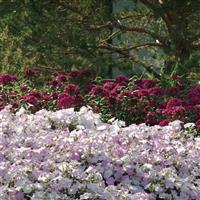 Wave<sup>®</sup> Misty Lilac Spreading Petunia