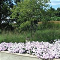 Wave<sup>®</sup> Misty Lilac Spreading Petunia